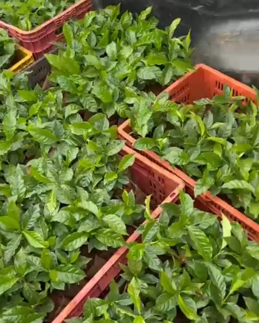 Mudas de café em caixotes, prontas para o plantio na lavoura da Altos Di Vasto
